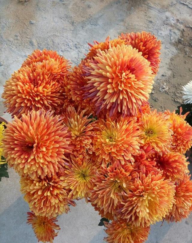 菊花遮光促开花：菊花是短日照花卉,南方日照长,菊花开花较晚,要想提前开花,需要进