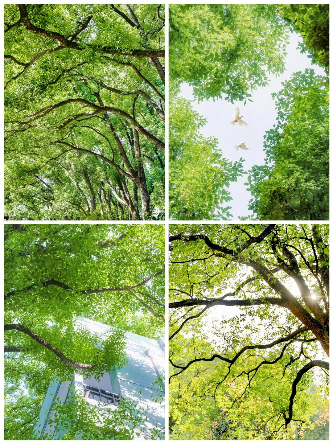 开始期待绿意明媚的春日