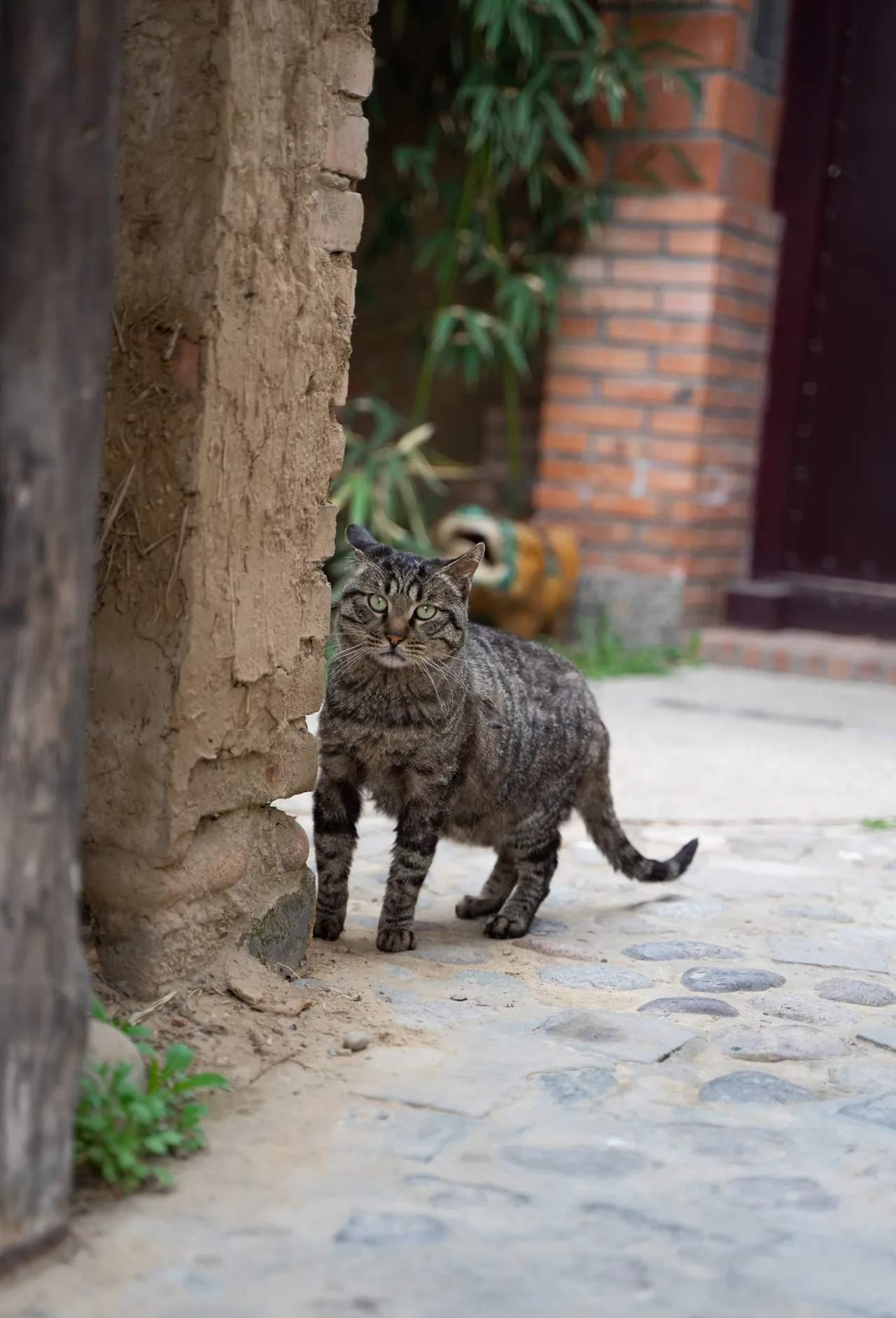 千万不要养狸花猫，因为养它和没养猫基本没啥区别。
想养只粘人的小猫咪？劝你千万别