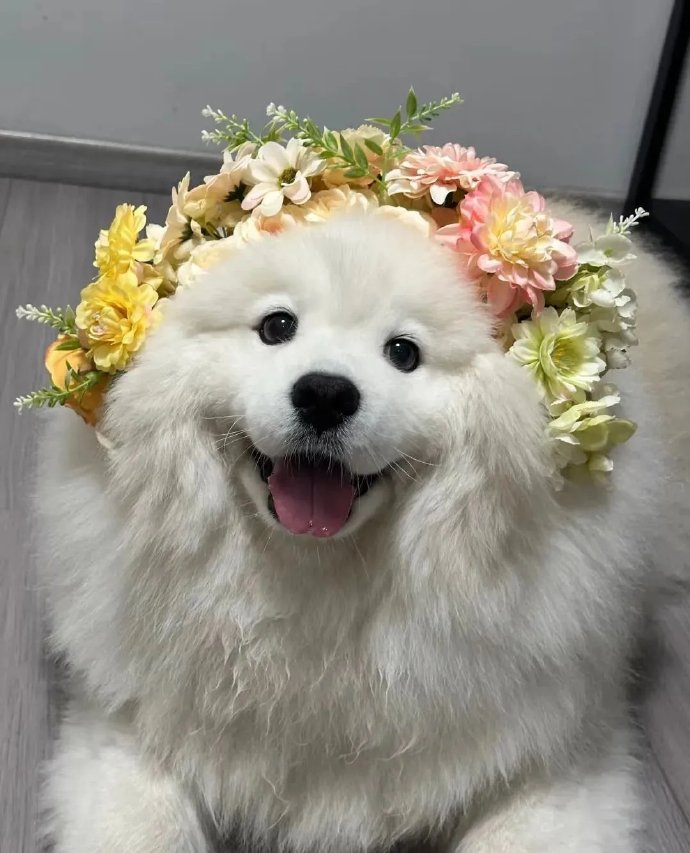 给萨摩耶戴上簪花[烟花]，秒变小仙女，美得不像样
它好像也知道自己很漂亮，笑得嘴