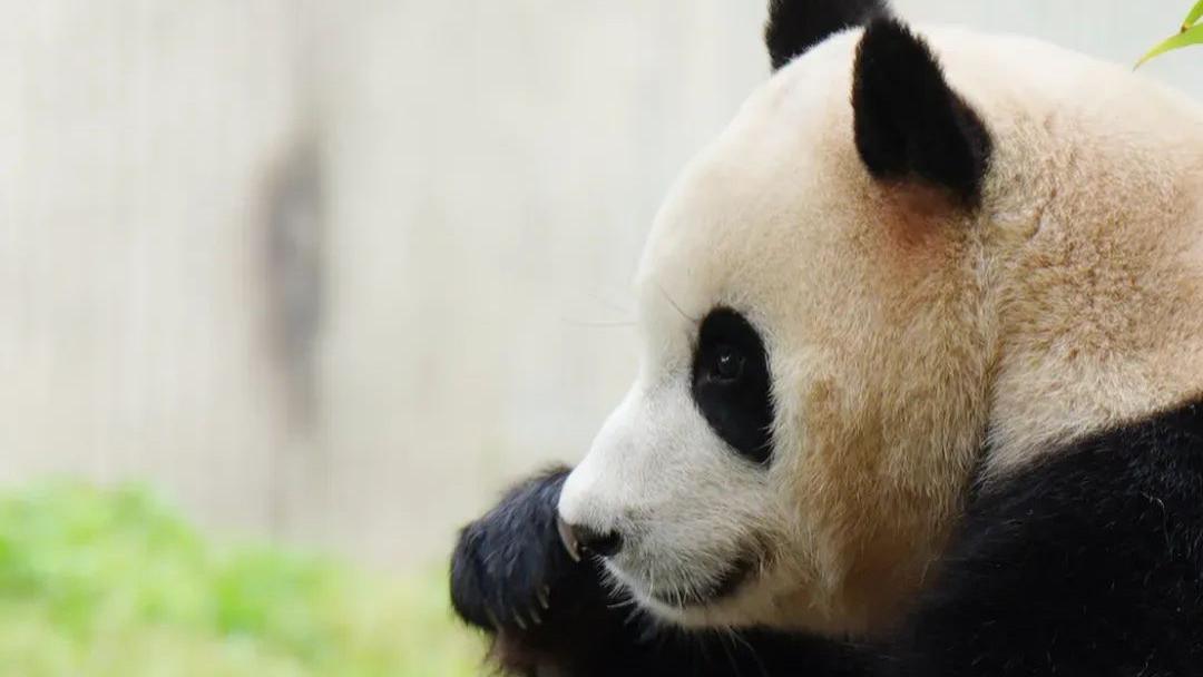 报！福宝出门先迈的右脚！
