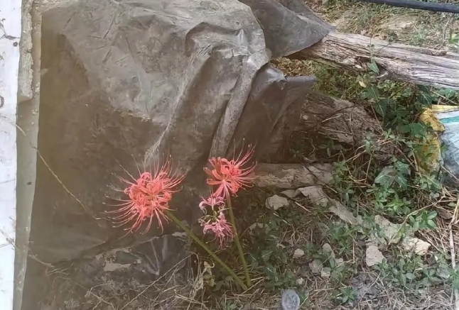 老宅院子突然长出两朵这样的花，还是蛮好看的，有人知道这是什么花吗？会不会有啥暗示