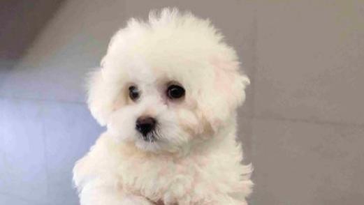 比熊如果在你家过得“幸福”，就会有这7种表现