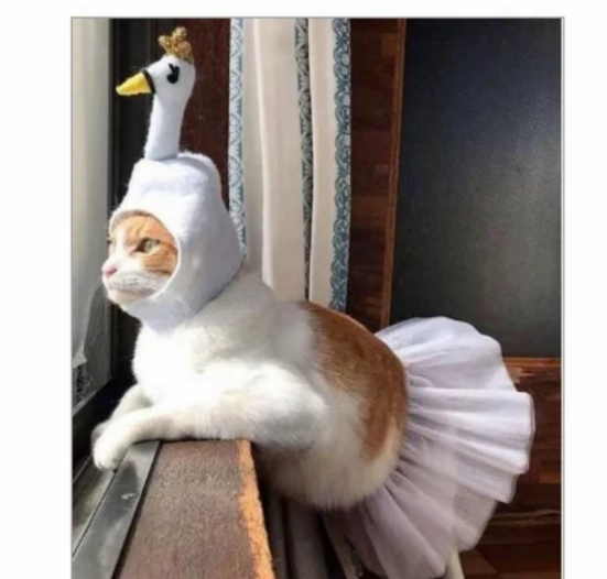 当老妈不准养猫后