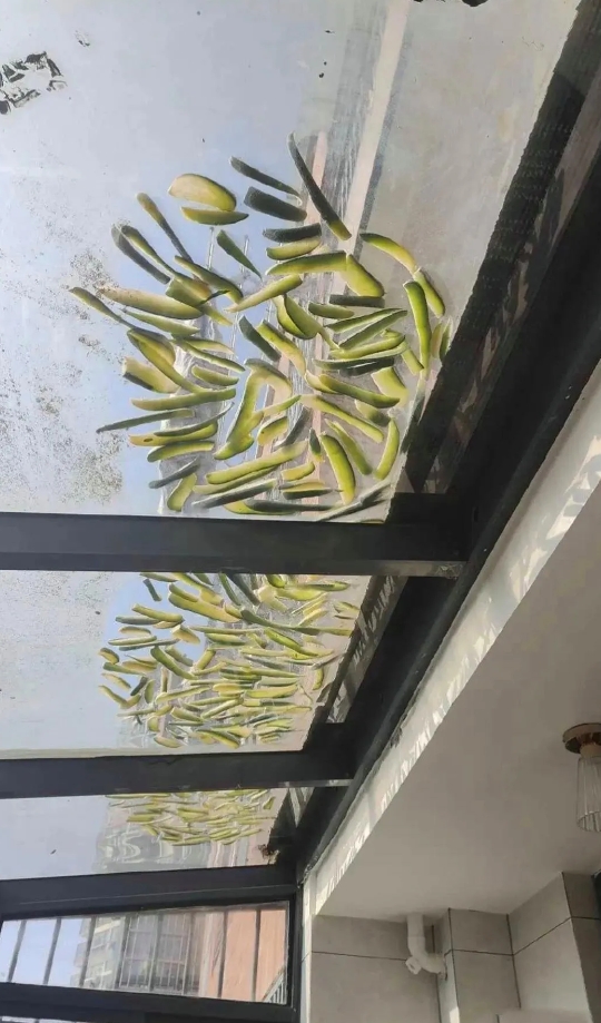 就心思在一楼盖个太阳棚暖和，没成想楼上的还拿来凉东西，这真是受益他们了？我该不该