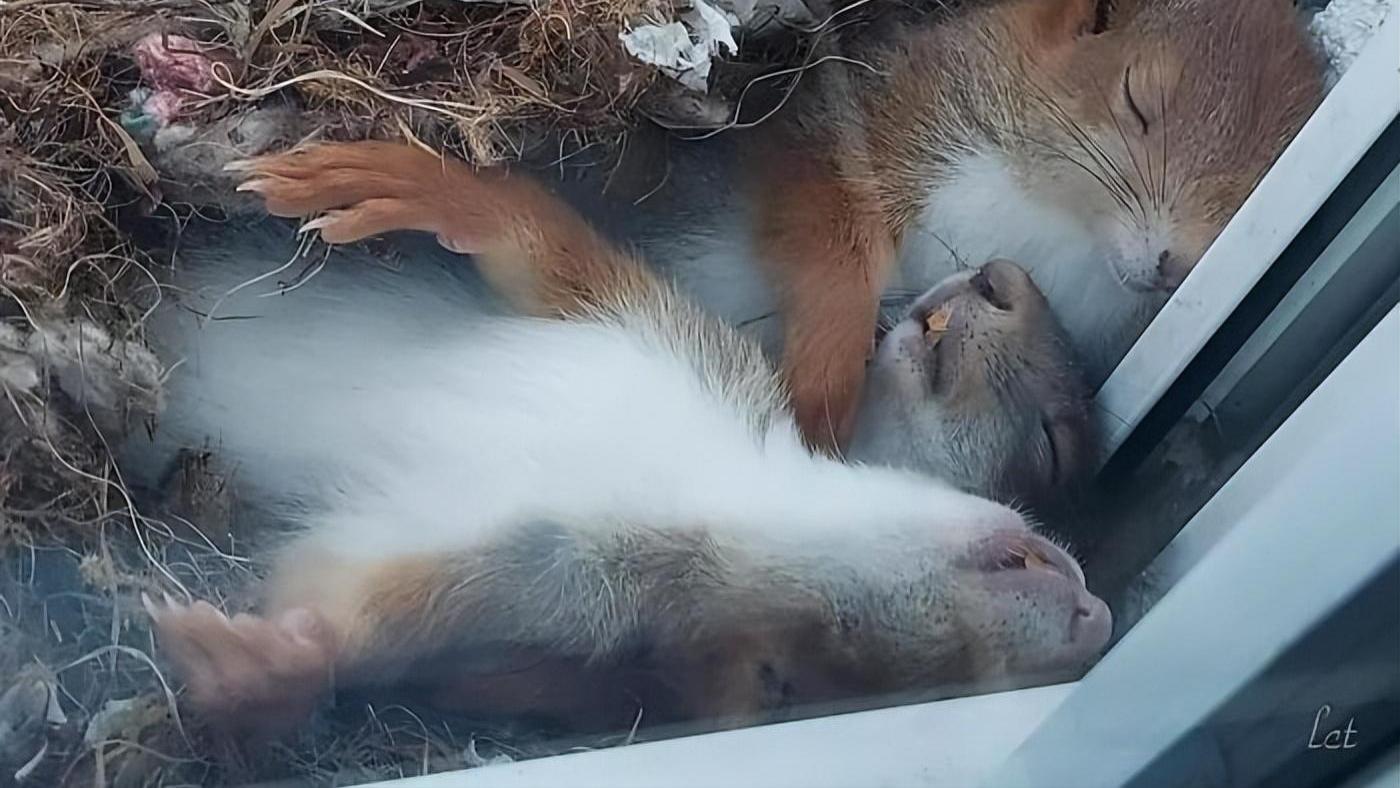 窗外奇遇：45个意想不到的窗外景观！