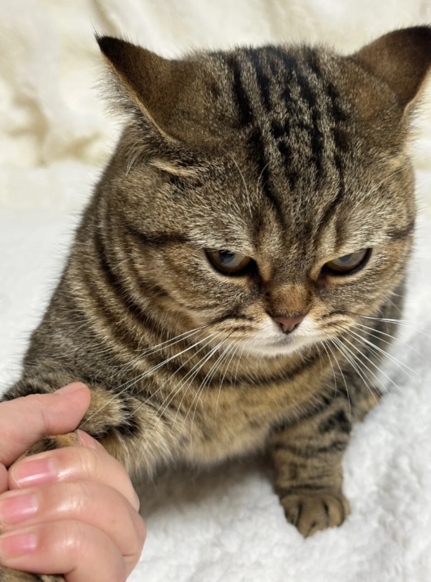 你见过这么犟的狸花猫？
