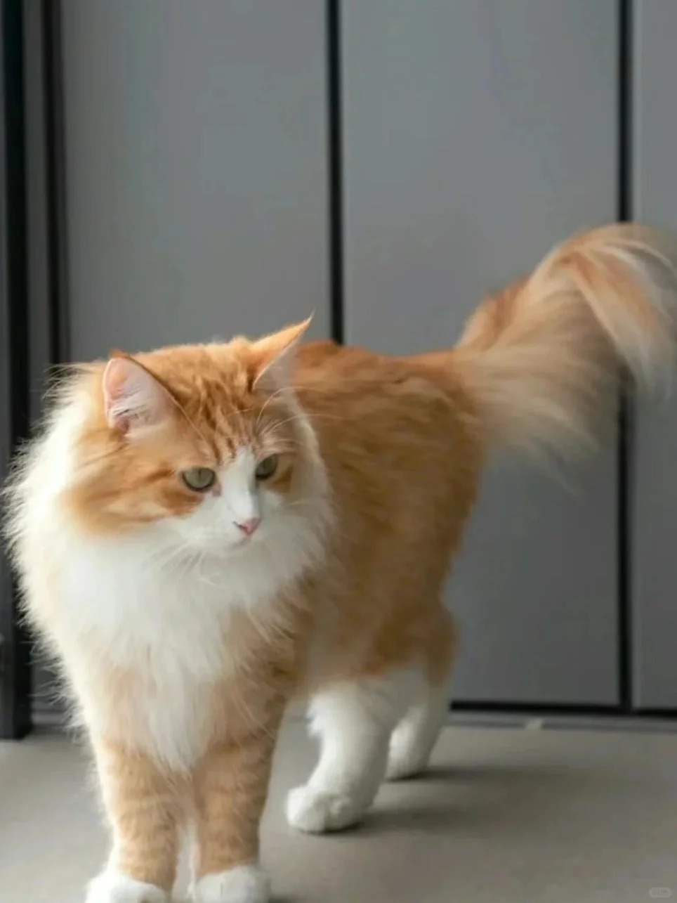 看看你家的长毛橘！！！
一直以为橘猫都是短毛，不爆毛也不咋掉毛的
第一次知道原来