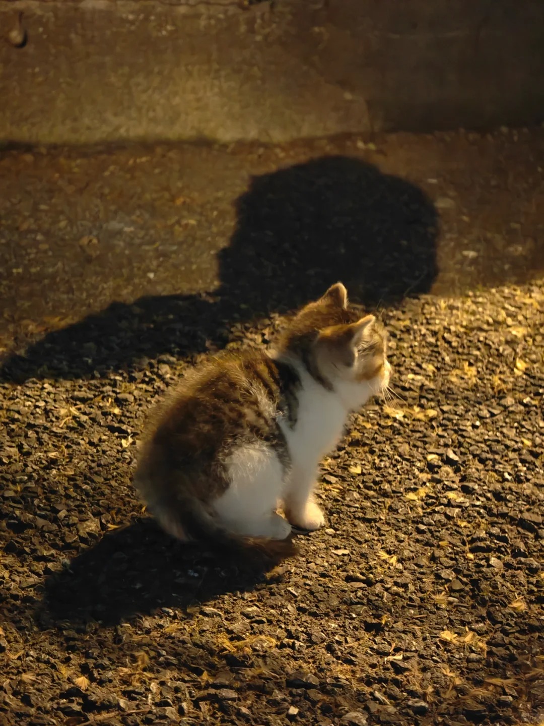 惊现学长MINI版｜南大牌喵喵幼稚园
教学楼后面再次偶遇的猫猫幼崽，跑起来像一团