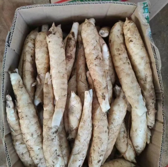 过年了表妹寄来一箱子吃的，打开一看蒙了，这是啥啊？看着像竹笋还不是，又有点像地瓜