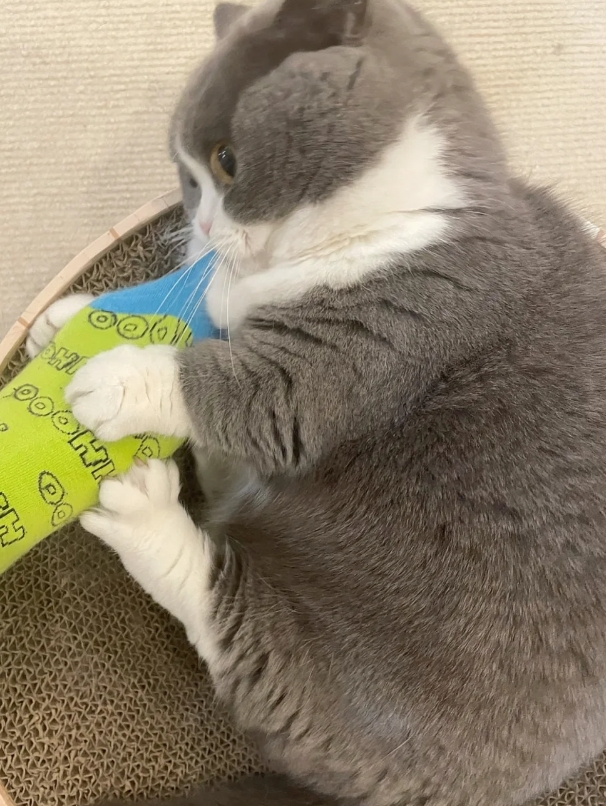 猫咪有多喜欢主人？