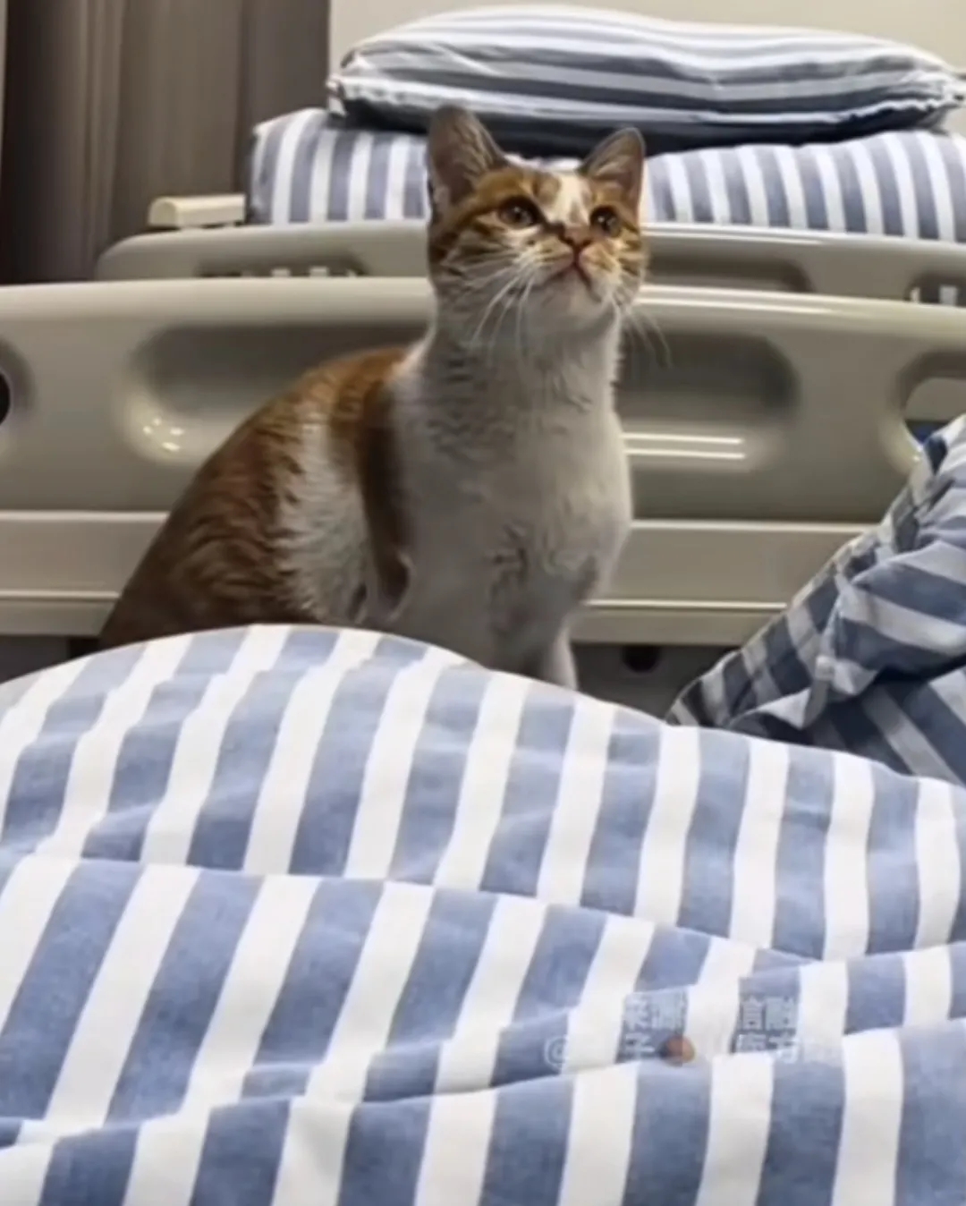 女子生病住院输液，全程被一只素不相识的流浪猫咪照顾。

3月21日，浙江嘉兴。网