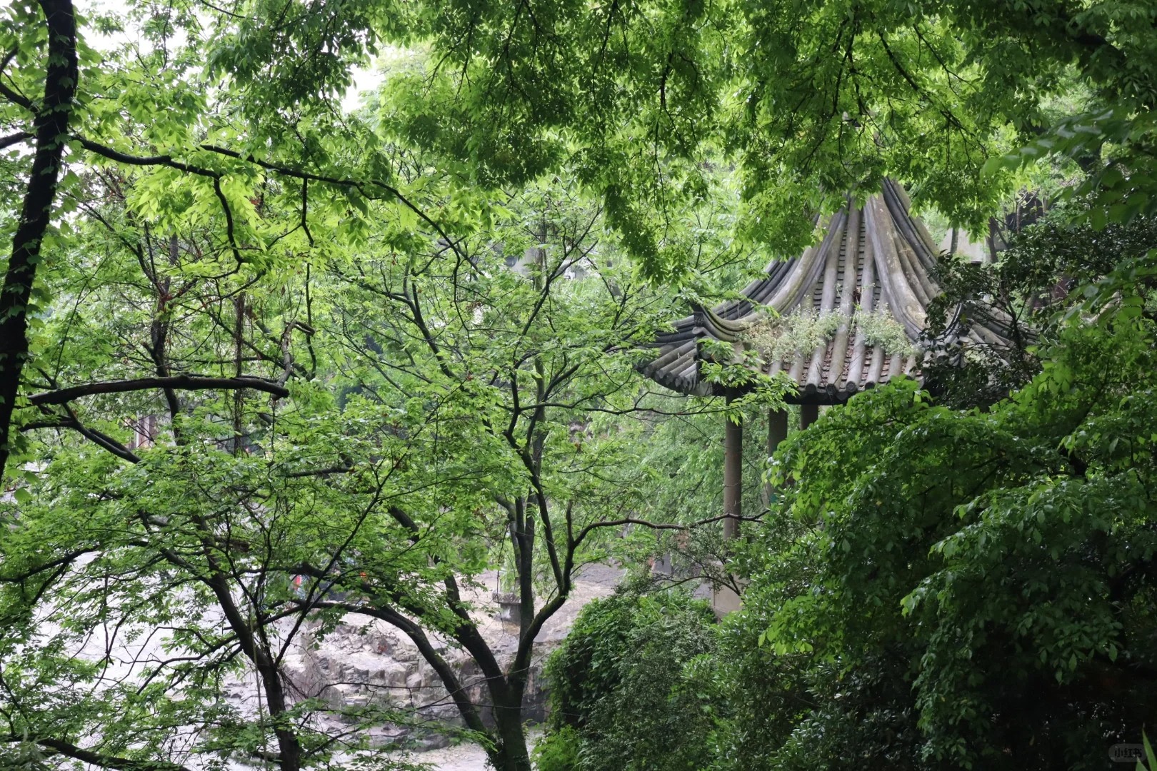 五一苏州虎丘的人流量
早晨八点前入园，人流量不大。
随手就能拍出美照。
是一个养