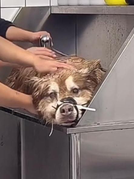 网红狗洗澡直播死亡引发争议

                         
