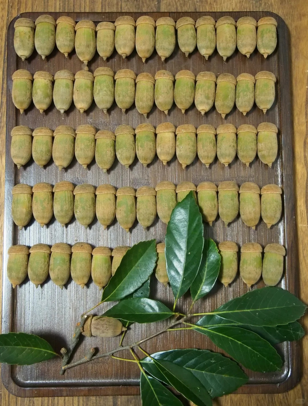 这泼天的富贵终于轮到我了！
朋友知道我喜欢收集各种橡果（壳斗科），他看到他出差的