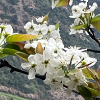 小草恰恰香
