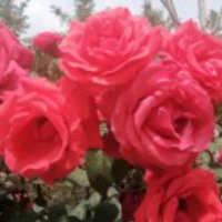 苏云伊的文字天地