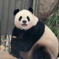 牧羊羊