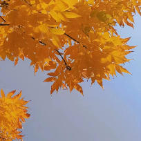 阿林故事lin