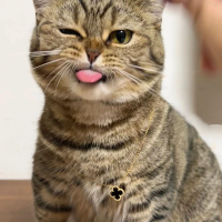 墨海听风的吟游者