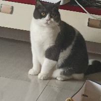 康康是只猫