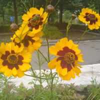 恰似一江春水向东流