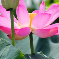 鲜花盛开
