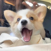 陌上花开缓缓赏