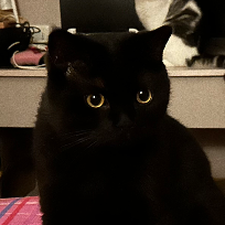 黑憋是只猫