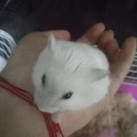 季顺潘