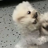 不服输的四秃