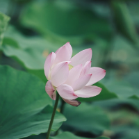 心海疗愈