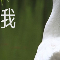 茄子星辰