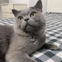 我的宠物小猫
