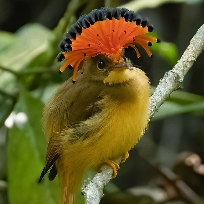 奇遇萌宠小视界