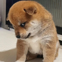 撸起头发加油干
