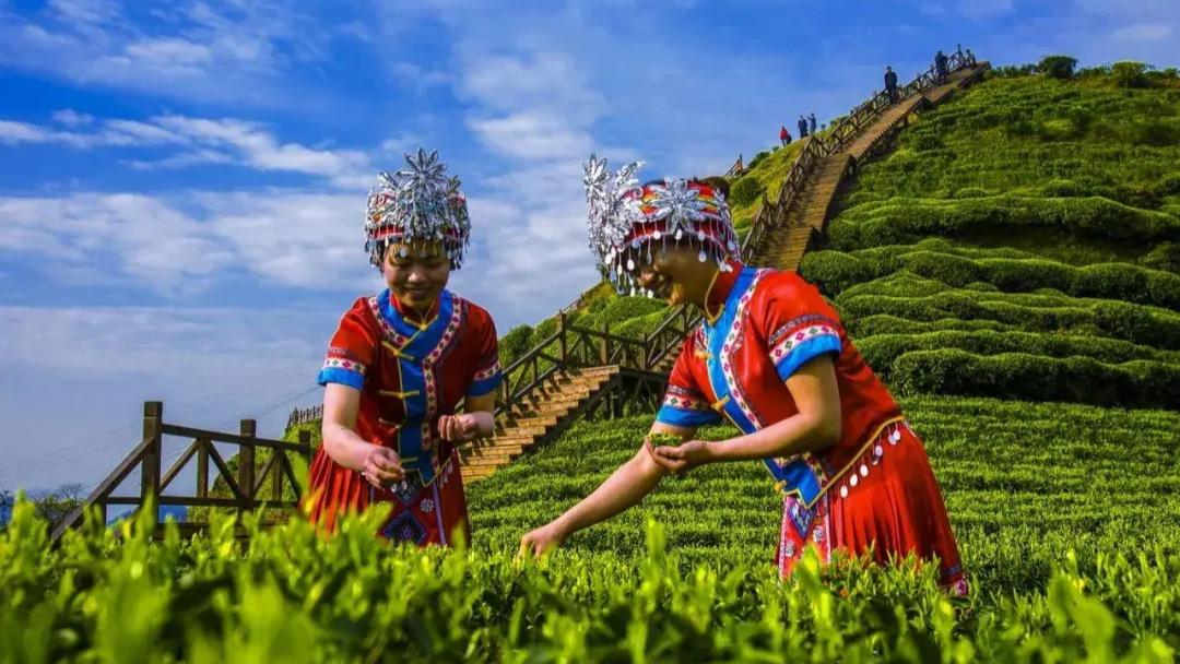 春分后，上春山！一壶茶香正当时