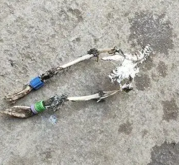 当它在山顶被发现时，它看起来像什么动物？