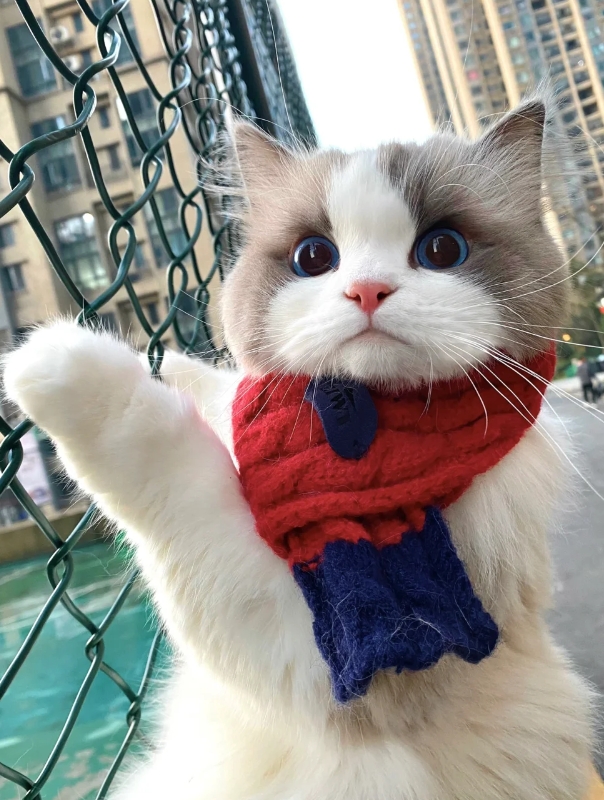 该怎么告诉它这真的不是猫爬架啊？

每次出来玩儿路过这里就要往上爬，说它两句还不