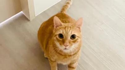 倒霉铲屎官，被一路狂奔着急去拉屎的大橘撞断了脚指头，听着就疼