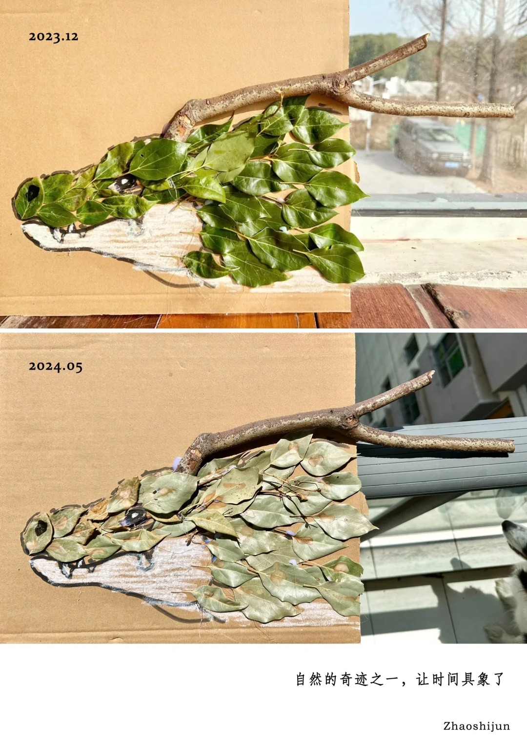 去年12月用树叶做的龙，现在变成了这样
感谢自然，让时间具象了。