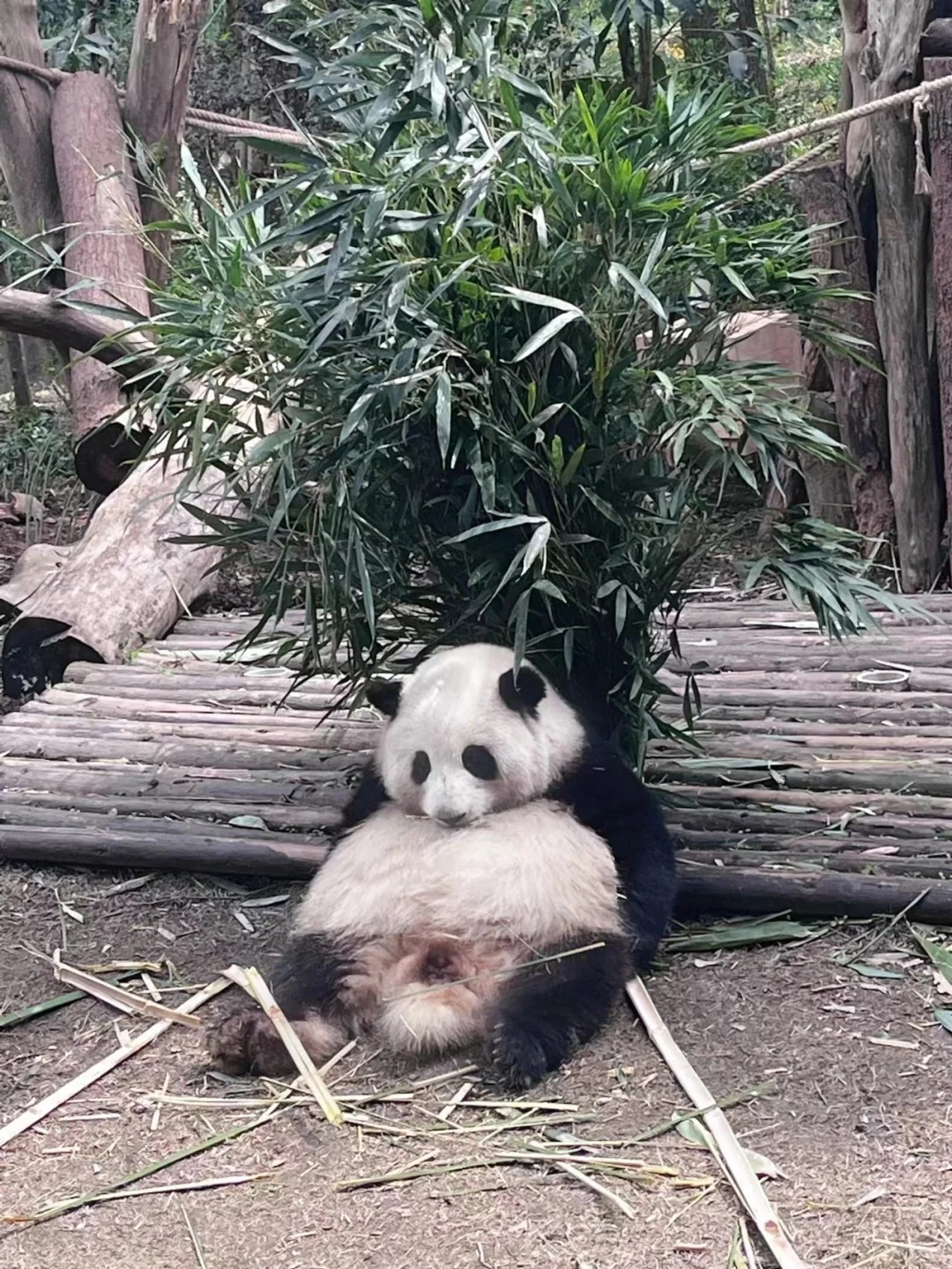 不是吧…熊猫都这么睡觉吗？
还是只有花花这么睡～