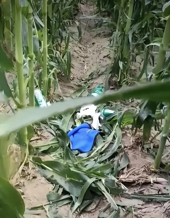 我真服啦！躲到玉米地喝酒，不热吗？还损坏了这么多的玉米，大早晨的吓我一跳！