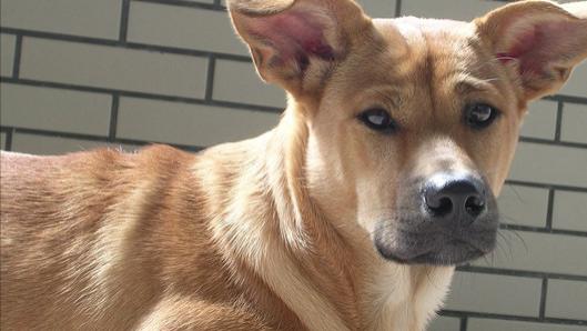 为什么有人瞧不起土狗？了解中国本土犬的真实价值