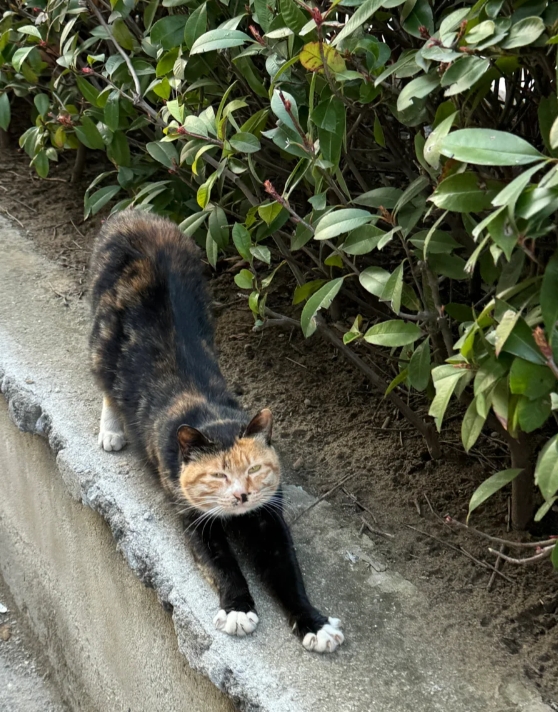 这么丑的流浪猫怎么会有家呢？

对不起啊小猫咪……

姨姨没有帮你找到家，你要继