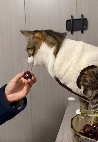 有点通人性，但是不多