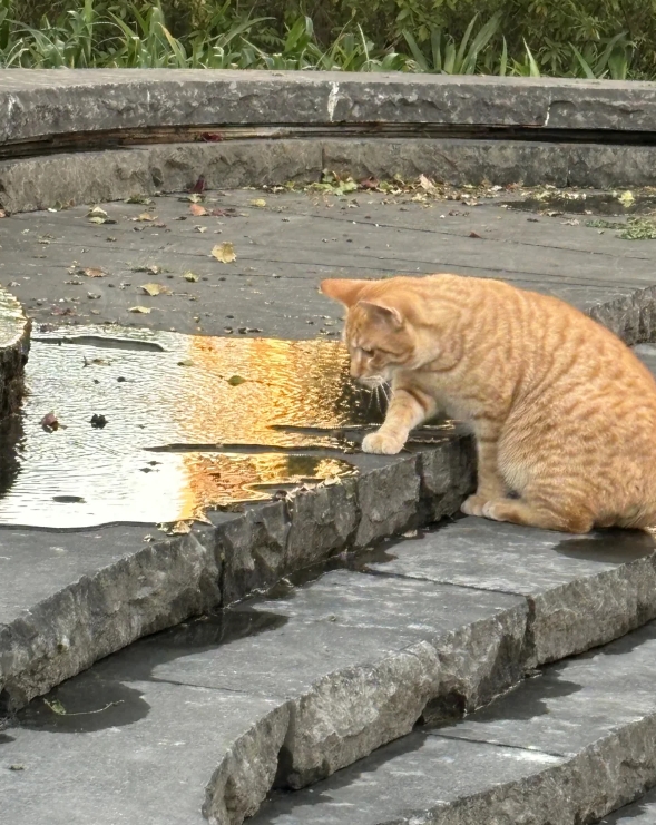 这是猫咪观水症吗？猫咪一直盯着水看是咋回事呀？
