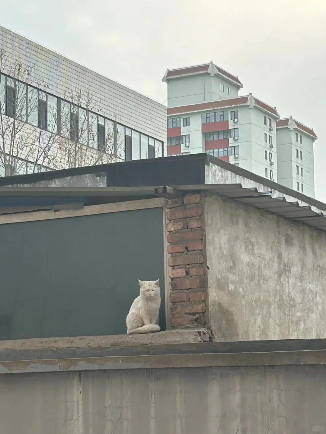 北京的土把流浪猫都吹脏了
dddd，北京是土做的