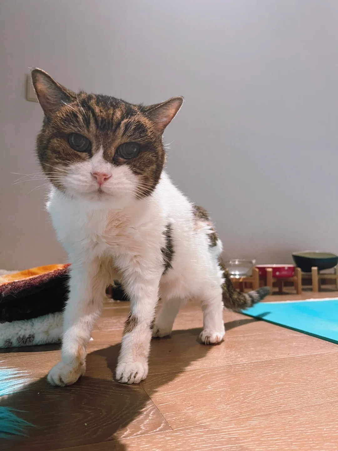 我是你22岁的大咪奶奶鸭～
抱她回家时候，2002年，我18岁。

现在我40了