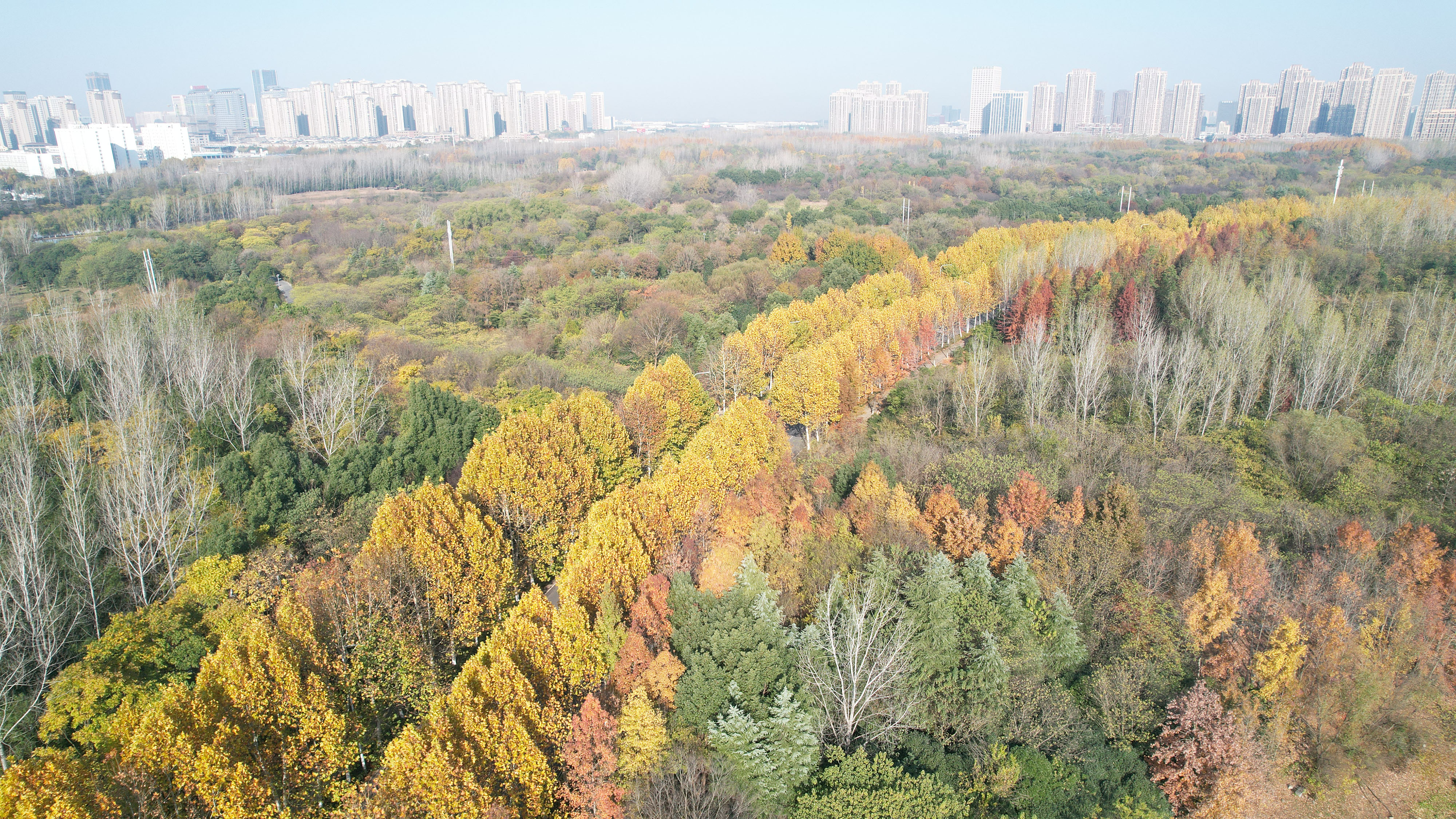 合肥枫林路冬日美景如画